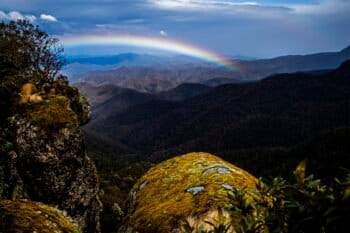 Part of the proposed the Great Koala National Park. Image courtesy of Paul Hilton/Earth Tree Images.