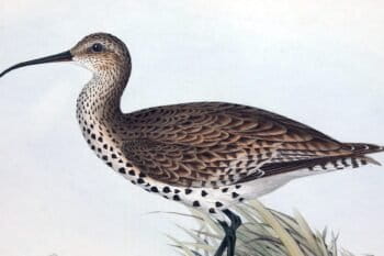 Illustration of a slender-billed curlew by Elizabeth Gould & Edward Lear via Wikimedia Commons (Public domain).