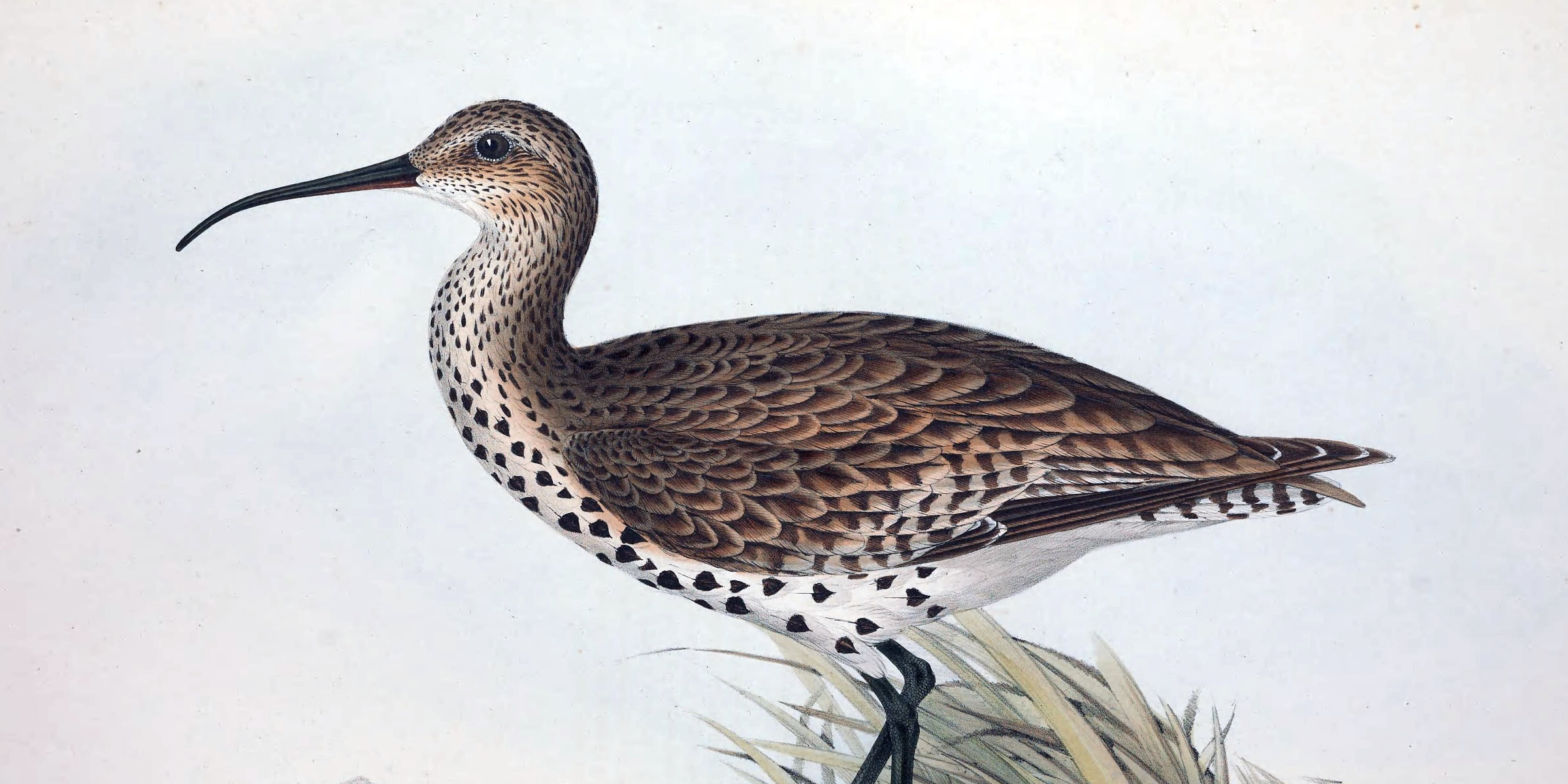 photo of Declared extinct in 2025: A look back at some of the species we lost image