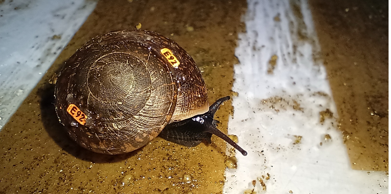 From ‘extinct’ to growing, a rare snail returns to the wild in Australia