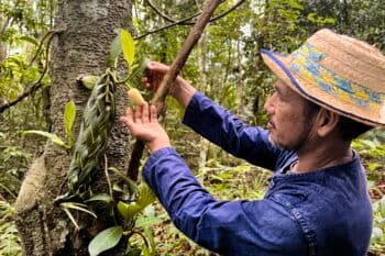 Rubber agroforestry in Thailand.