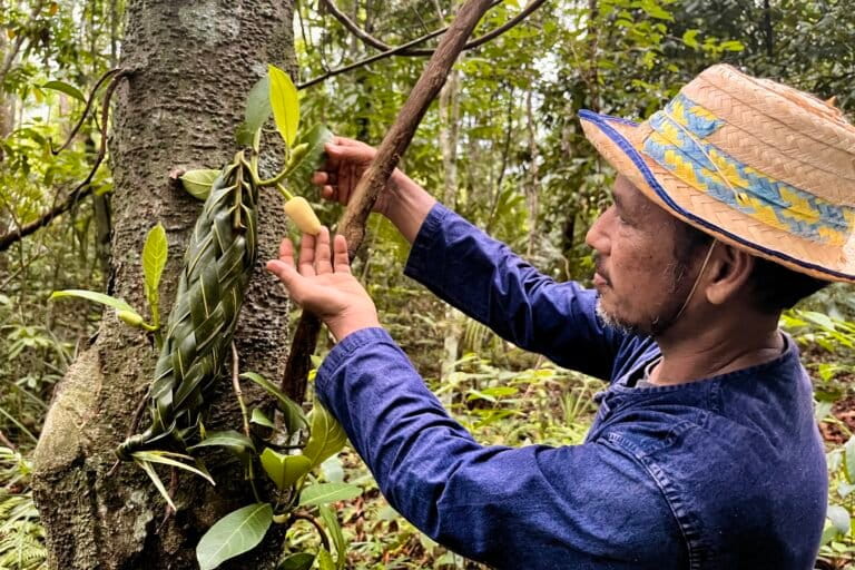Rubber agroforestry in Thailand.