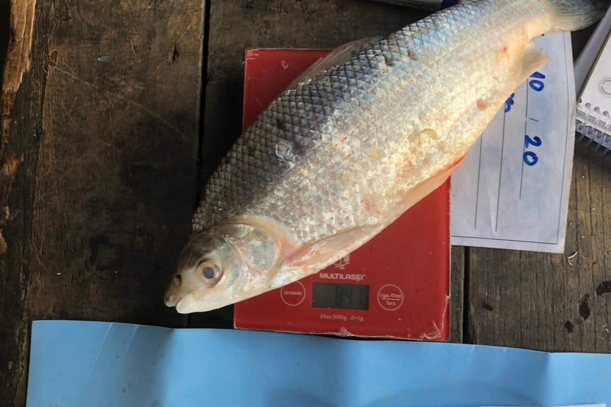 On their way back from a day of fishing, fishers shared information on where, how, when and how much they spent to catch fish as well as the amount and the species caught. Researchers present at the daily landings collect the information to quantify and identify the fish and take biometric measurements and photos of all captured fish; all data are systematized, allowing researchers to identify which fish came from which vessel. Image courtesy of Igor Hister Lourenço.