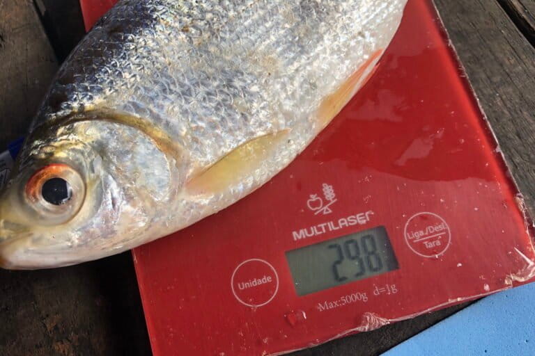 On their way back from a day of fishing, fishers shared information on where, how, when and how much they spent to catch fish as well as the amount and the species caught. Researchers present at the daily landings collect information to quantify and identify the fish, take biometric measurements and photos of all captured fish, and systematize the data, allowing researchers to identify which fish came from which vessel. Image courtesy of Igor Hister Lourenço.