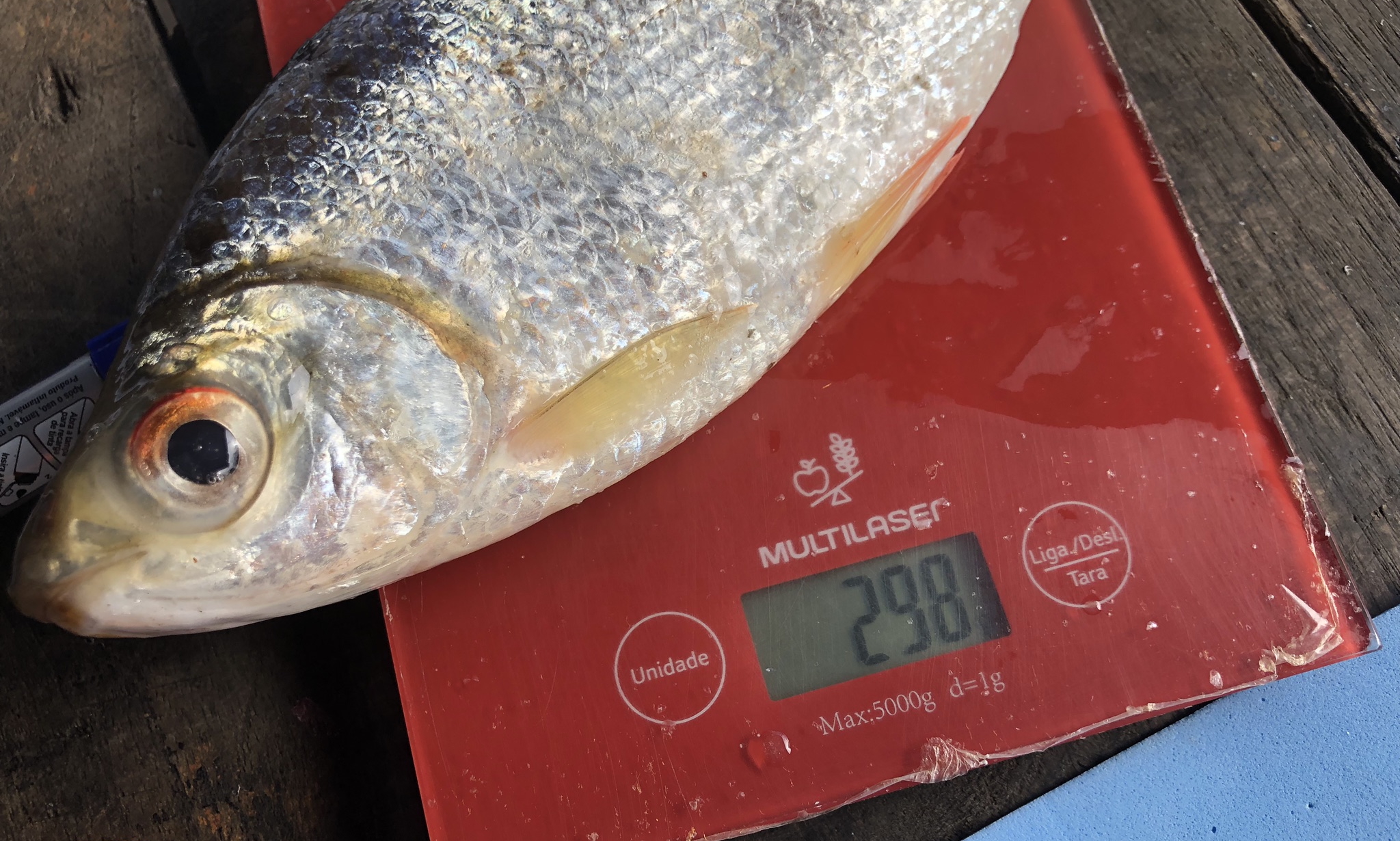 Amazon fishers help scientists map dam harms to Madeira River stocks