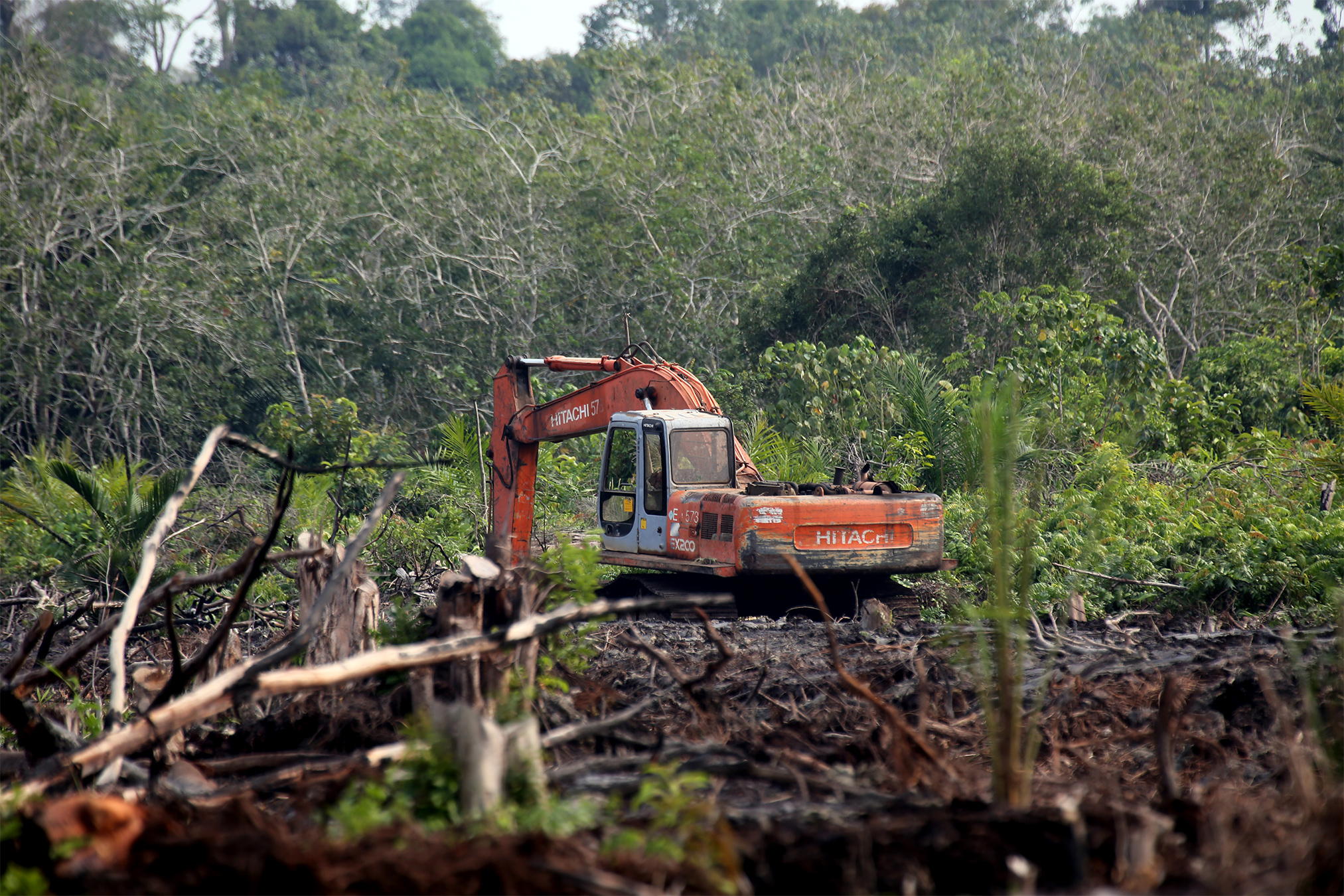 Ditches on peatland oil palm plantations are an overlooked source of methane: Study