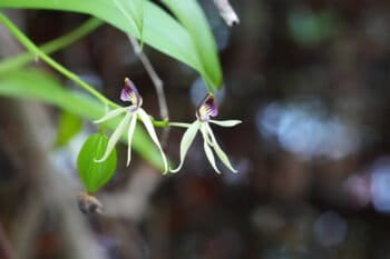 The orchids at Levy Preserve are naturally occurring and indicate that this land hadn’t been disturbed for many years.