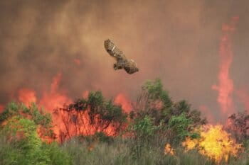 A barn owl hunting for fleeing prey along a fire’s periphery.
