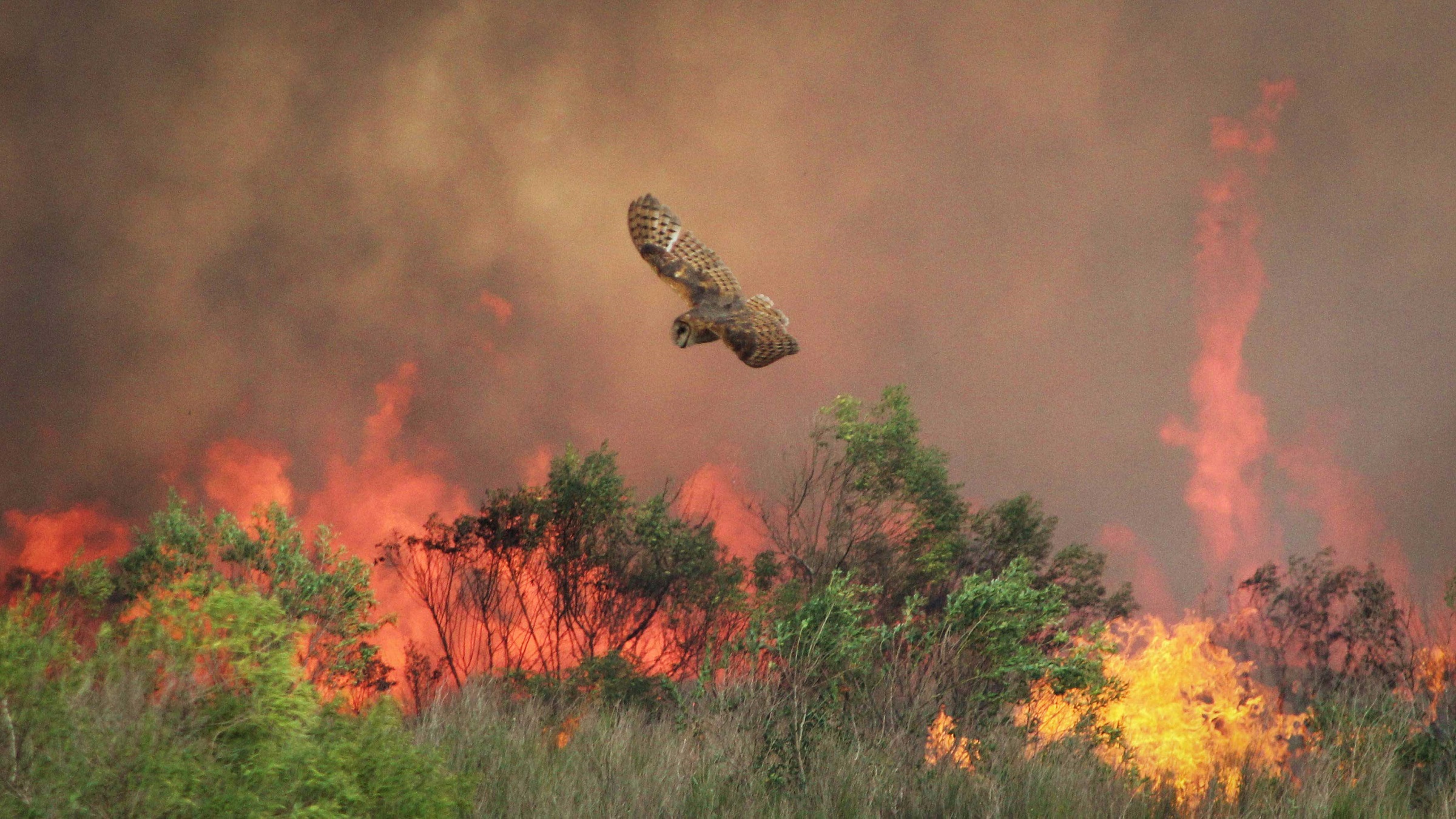 How are California’s birds faring amid ever more frequent wildfires?