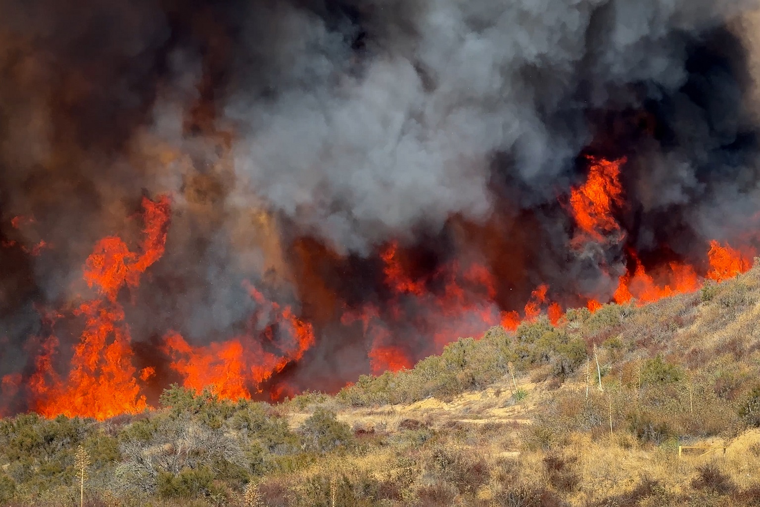 Some bird species benefit from fires that create nesting holes in tree trunks and spark regrowth in plants that produce berries and other food.