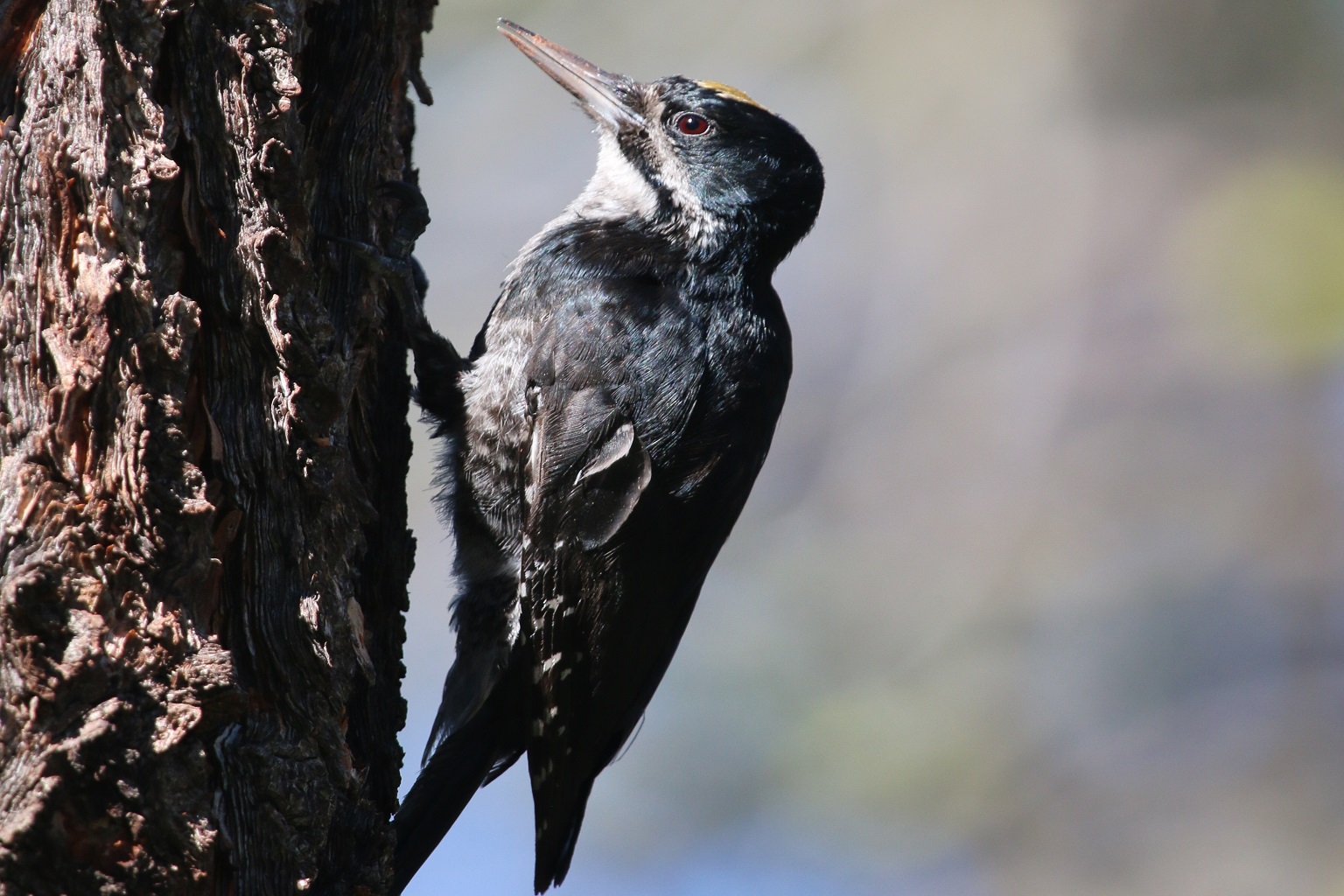 The black-backed woodpecker thrives on fires that burn through California’s coniferous forests every few years, opening the forest canopy and kicking off a boom in insects they feed on.