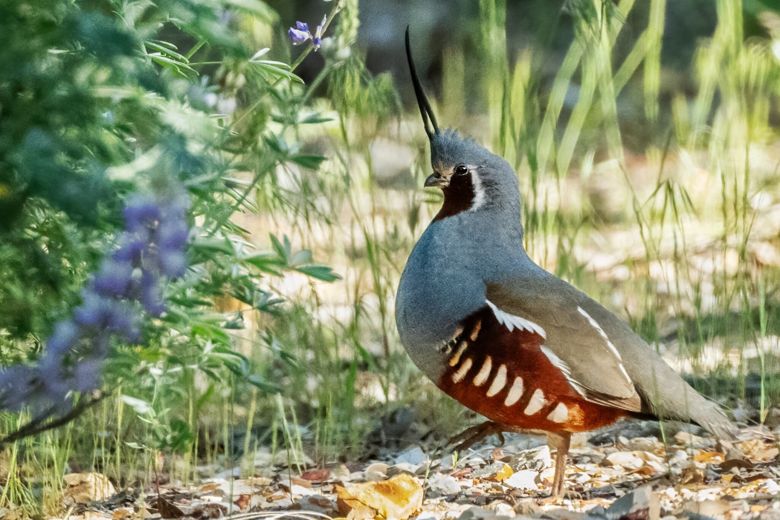 Birds that are primarily ground-dwellers may be at greater risk in a fire, exposed to high levels of.
