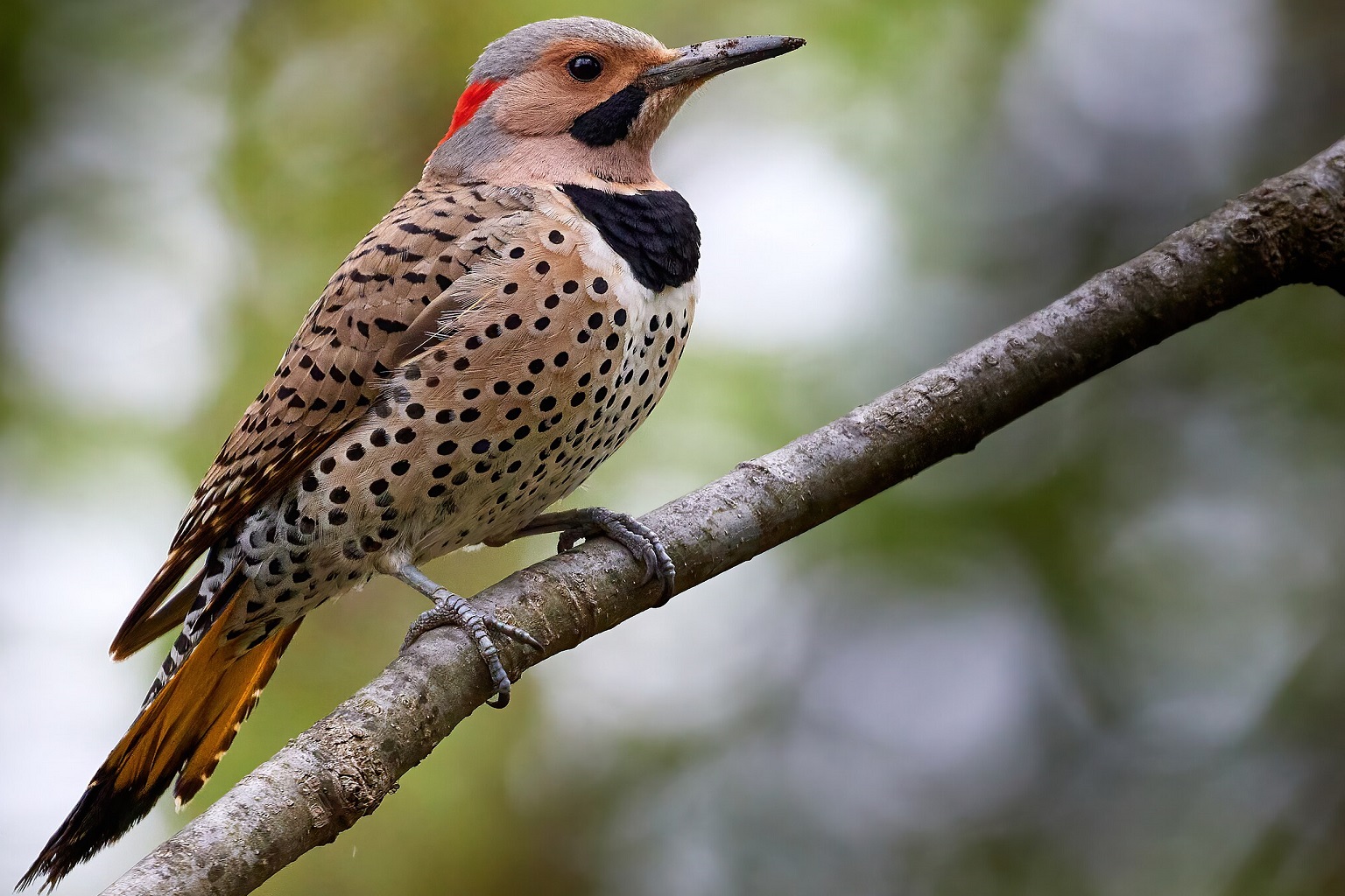 Scientists analyzed 35 years of monitoring data on 42 bird species in Yosemite National Park and Sequoia and Kings Canyon national parks to figure out what had happened to 42 species of birds, including the northern flicker pictured here, after wildfires blazed through.