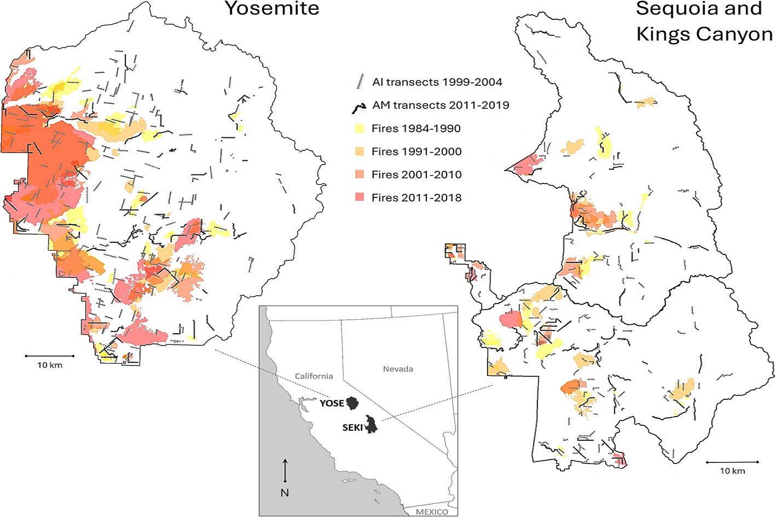 This map shows where fires and bird count transects overlapped, which provided data for this study of Yosemite National Park (YOSE) and Sequoia & Kings Canyon National Parks (SEKI), California. Each bird count station along a transect was surveyed once during an avian inventory (AI, gray transects) or repeatedly during a period of avian monitoring (AM, black transects). These maps depict all known fires that burned more than 40 hectares (99 acres) after 1983 and intersected at least one AI or AM transect.