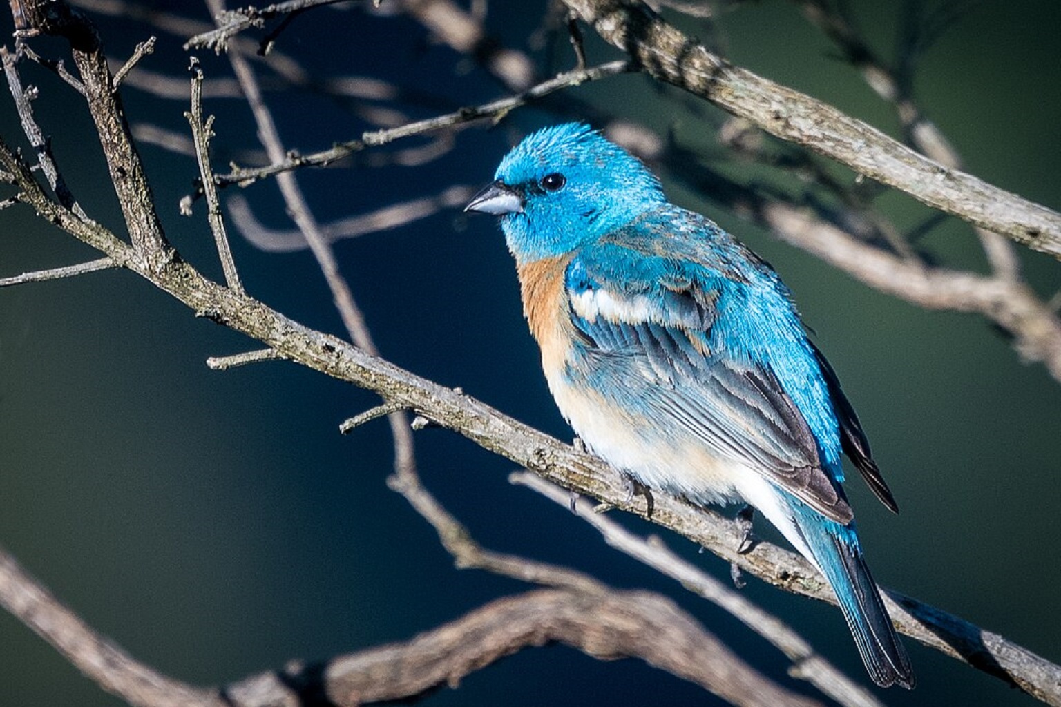 A lazuli bunting in Sibley Volcanic Regional Preserve, Orinda, California, one of dozens of species in this study.