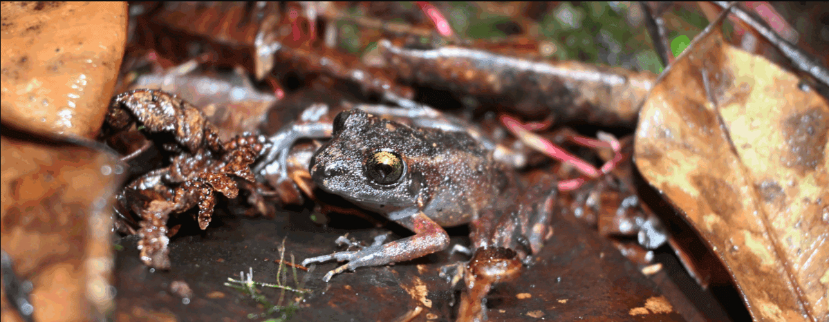 A new frog species emerges from Peru’s cloud forests — and it’s already at risk
