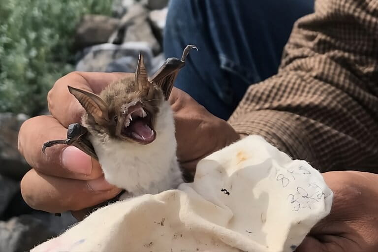 The fish-eating bat has been recorded on more than 45 islands in the Gulf of California. Isla Partida Norte is home to the largest known colony of the species. Image courtesy of José Juan Flores Martínez.