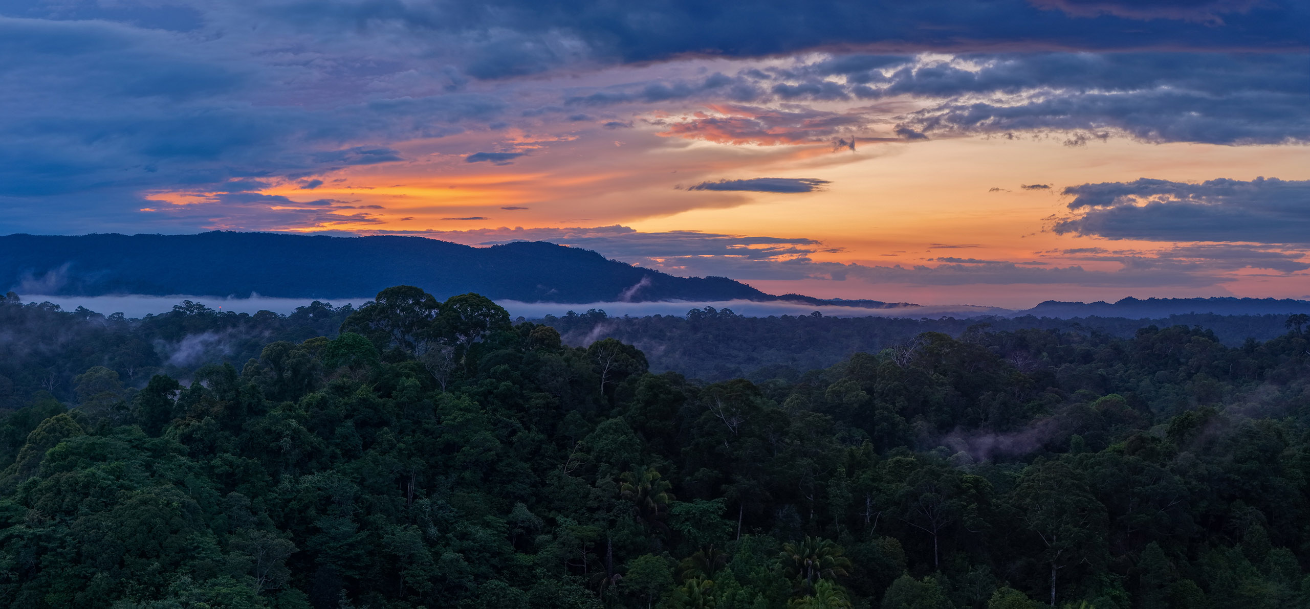 Mongabay’s most popular stories of 2025