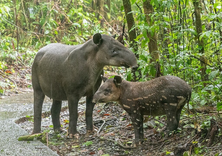 Baird's tapirs (Tapirus bairdii) are the largest native land mammals in Central and South America. They are endangered and habitat loss is one of its biggest threats. Image by user Rhododendrites via Wikimedia Commons (CC BY-SA 4.0).