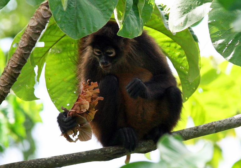 Geoffroy's spider monkeys (Ateles geoffroyi) need large tracts of primary forest. Overall, the species is listed as endangered, but the Nicaraguan subspecies (Ateles geoffroyi geoffroyi) is considered critically endangered. Their biggest threats are habitat loss and the pet trade. Image in the public domain.