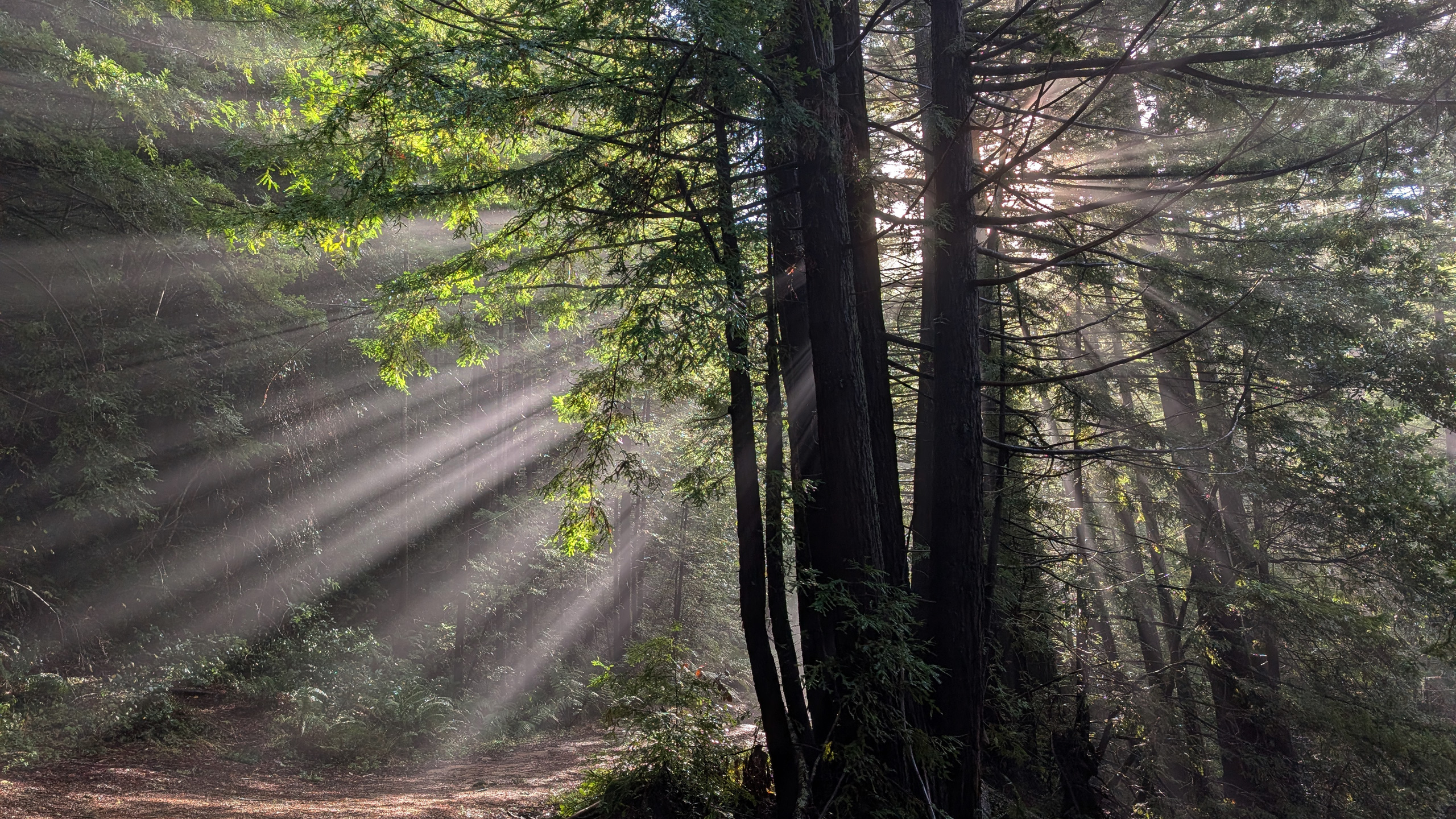 The conservation ledger: What we lost and what we gained in 2025