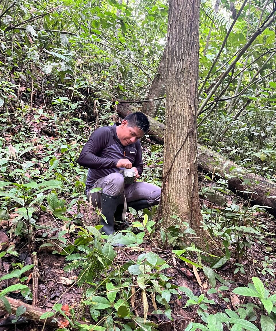 ‘I’m proud to be the first published Asháninka researcher’: Richar Antonio Demetrio on bees