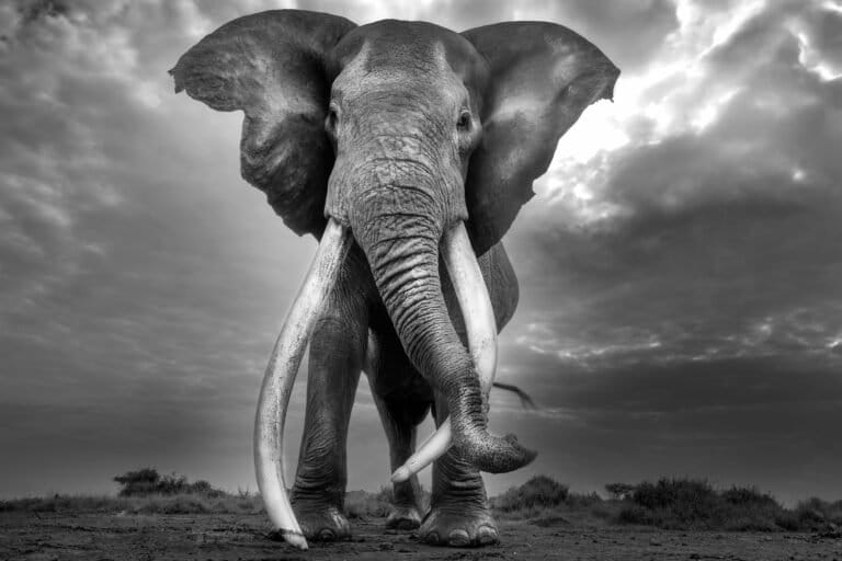 Craig. Photo by Cristina Mittermeier