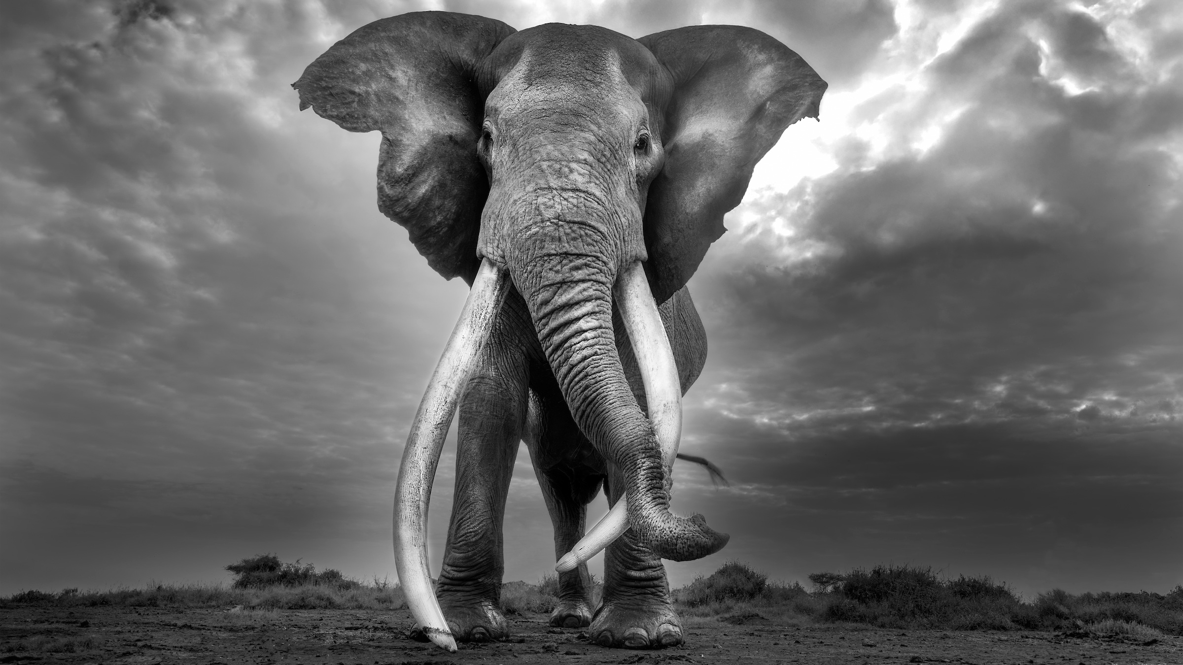 What Craig’s long life reveals about elephant conservation