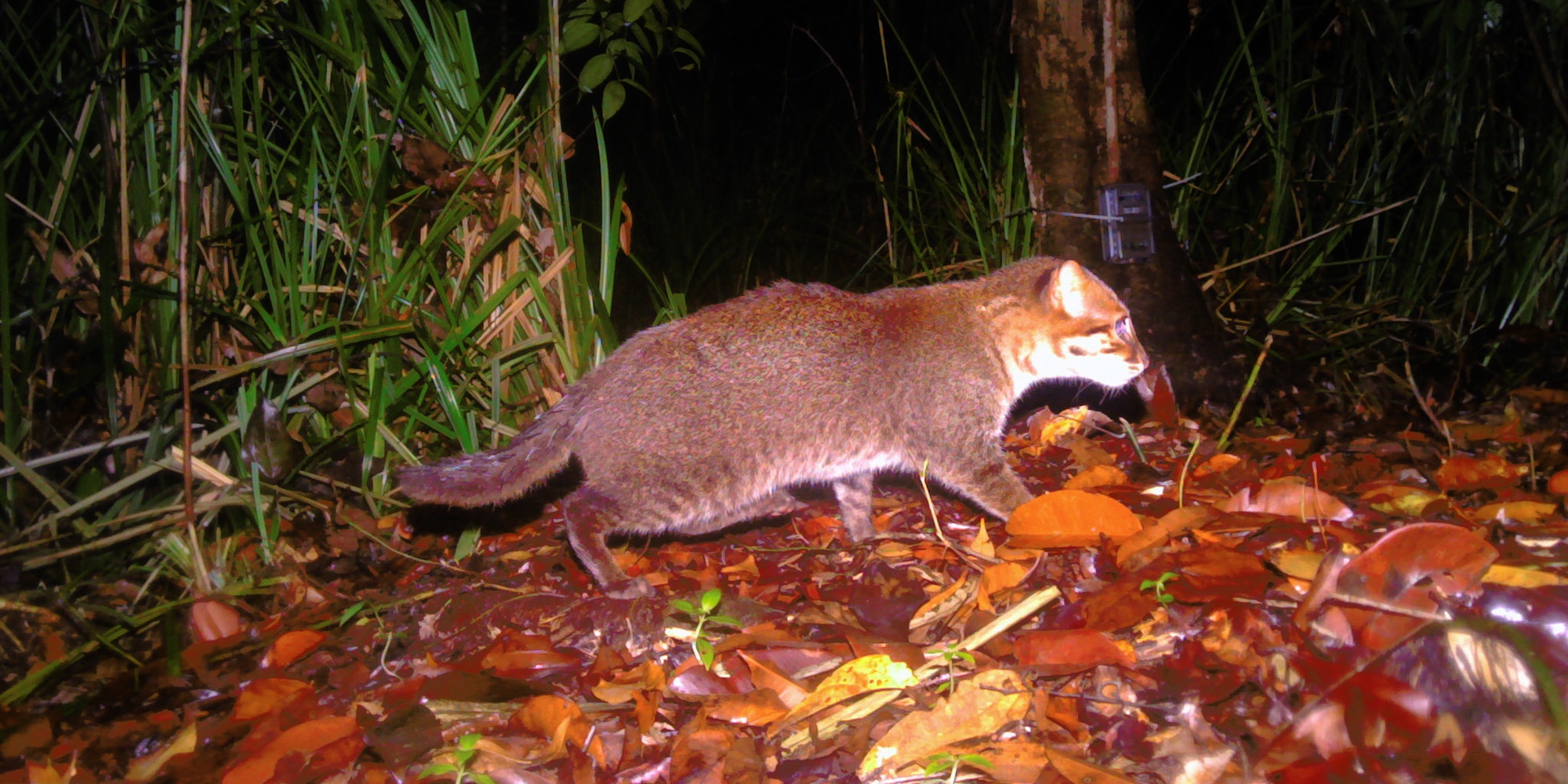 7 hopeful wildlife sightings that researchers celebrated in 2025