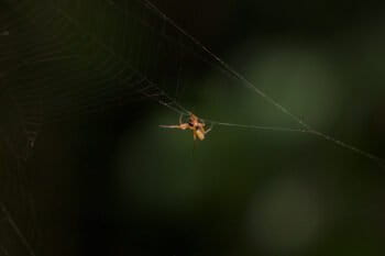 Decoy Weaving Spider, Peru