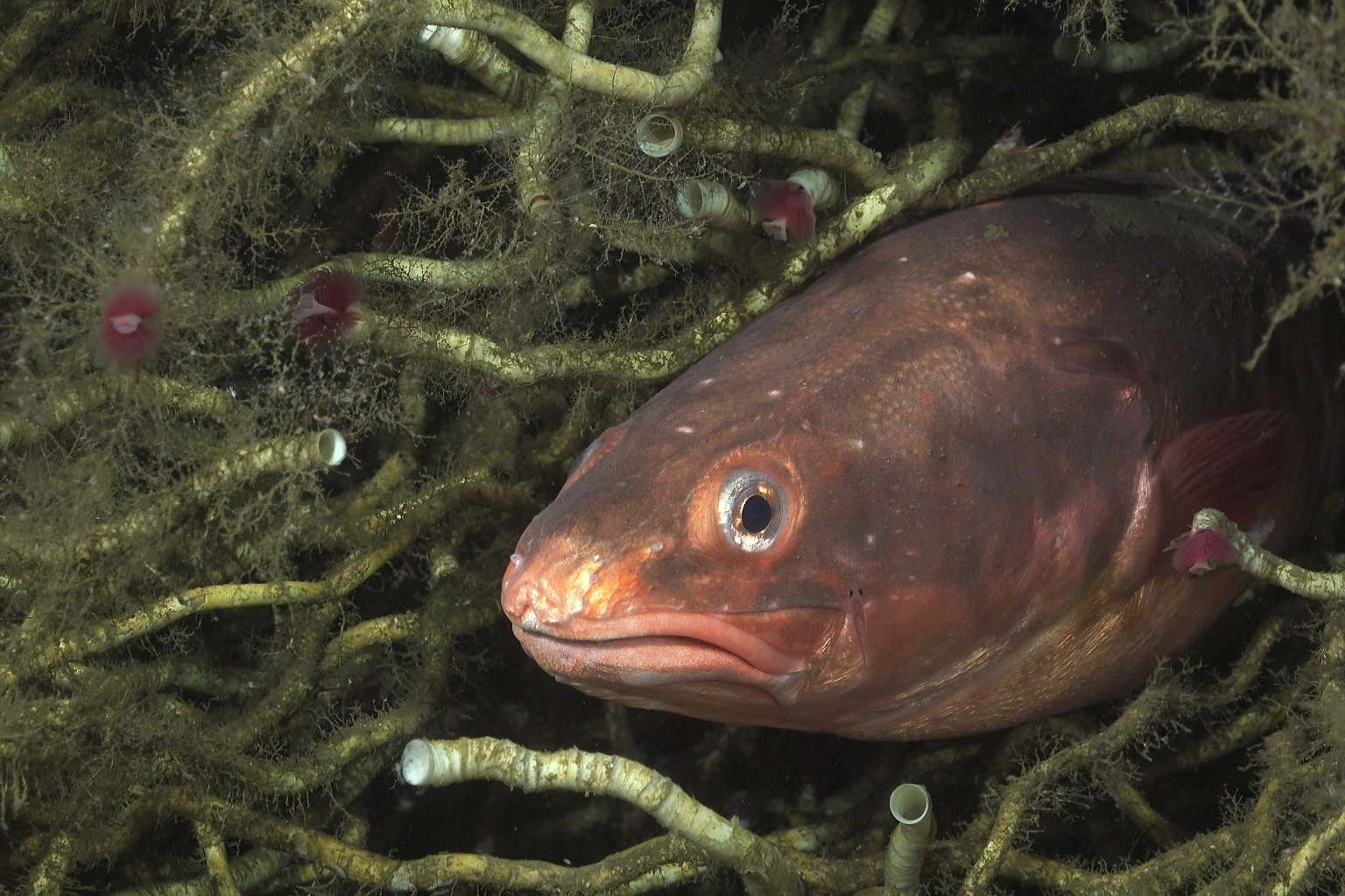A red cusk-eel known as congrio colorado (Genypterus chilensis), a commercially important fish highly valued in Chile, found in a tubeworm mound near a methane seep. These fish have been observed around reefs and soft-bottom mangrove ecosystems, but the importance of chemosynthetic ecosystems in sustaining their populations hasn’t been previously observed.