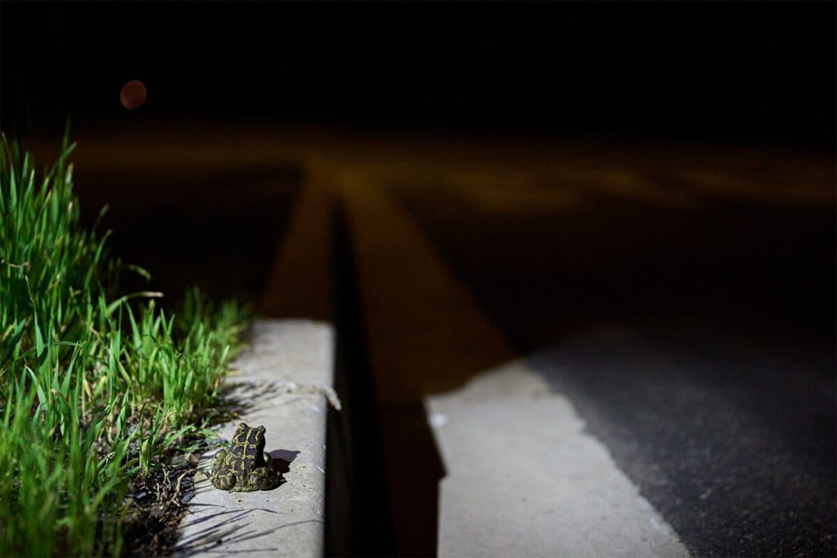 Urban development means this journey now involves crossing roads.
