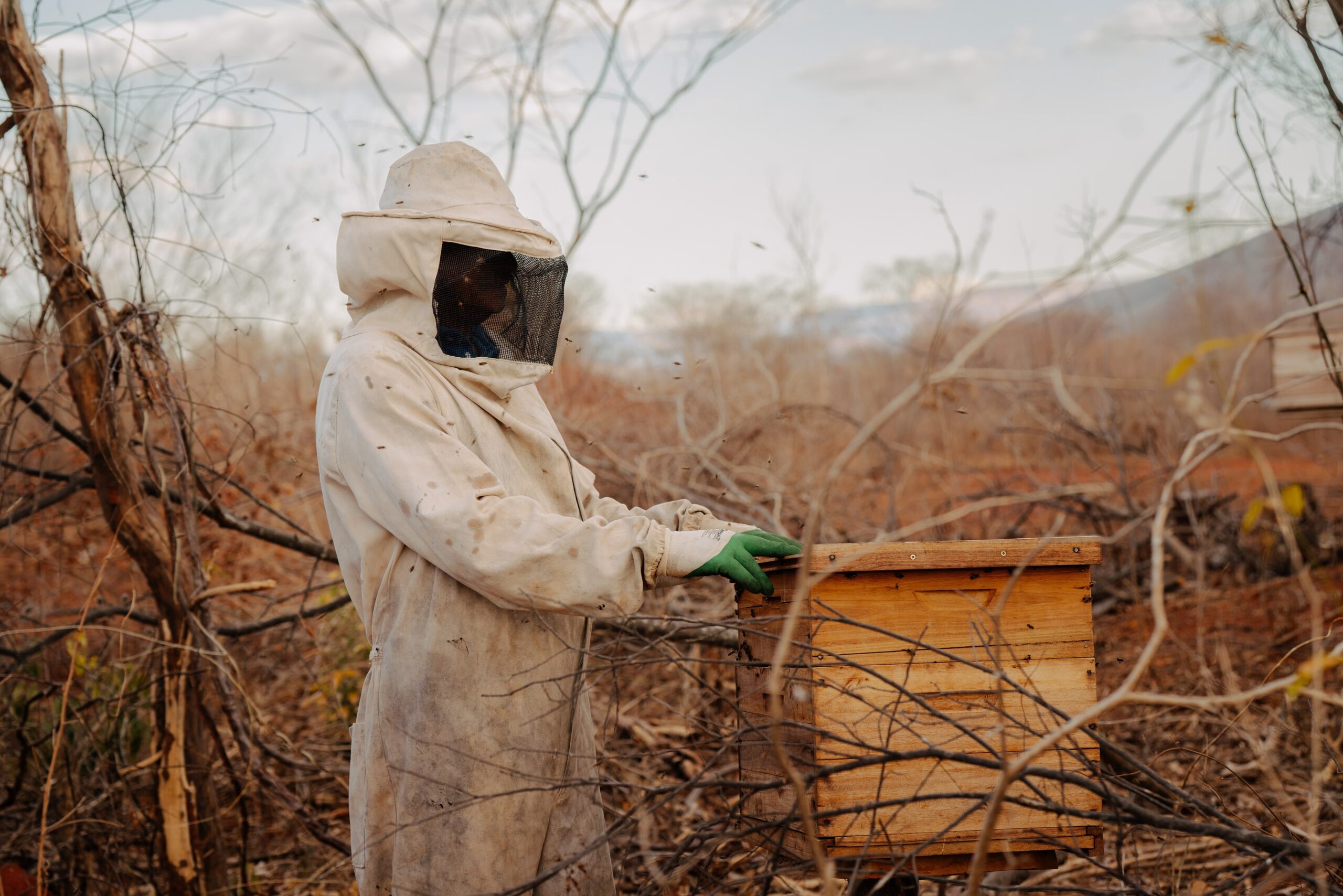 Geraldo Magela checks one of his hive boxes while monitoring honey production in Araçuaí, Minas Gerais. Image by Rebeca Binda.