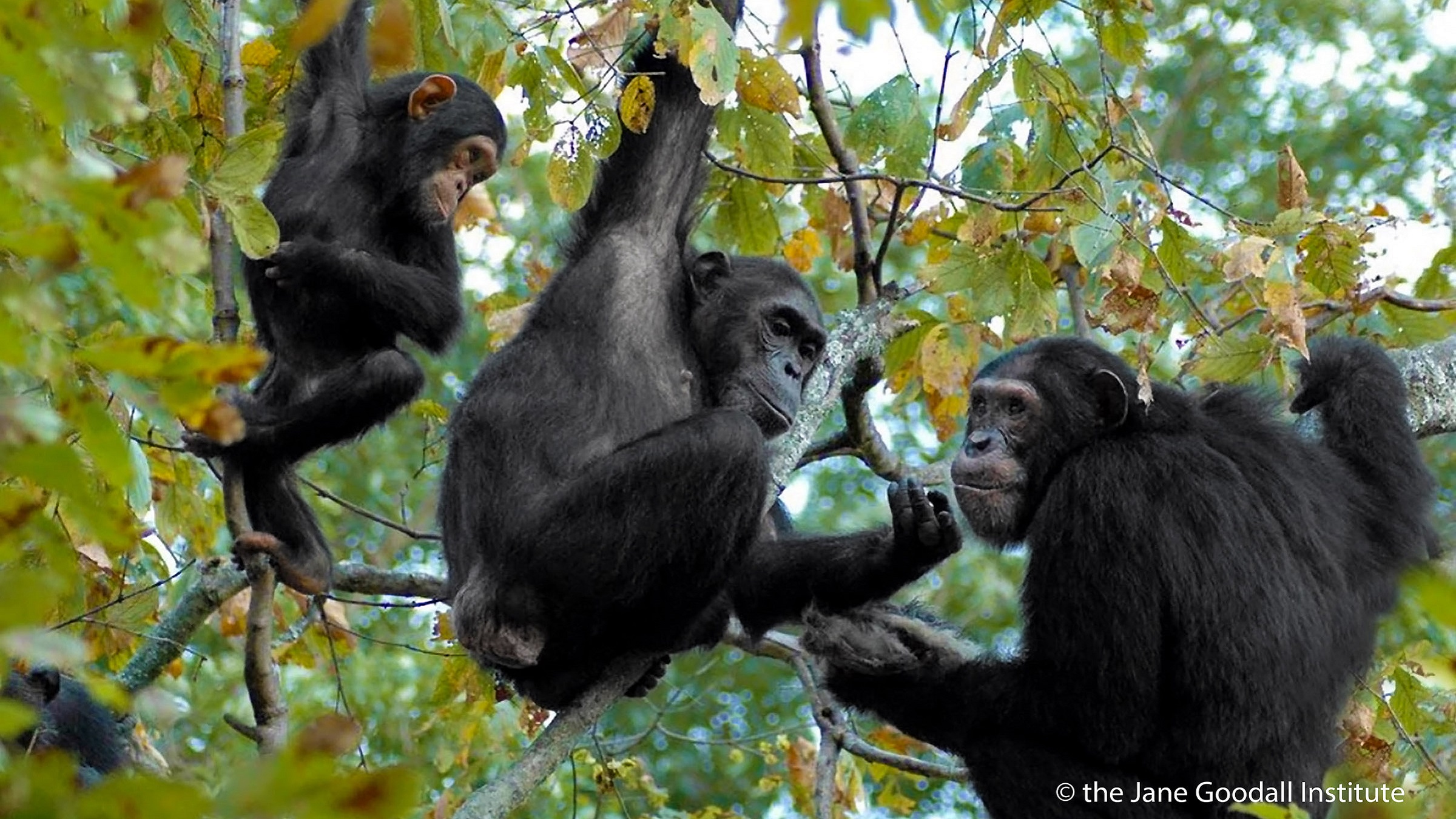 One year on, TGBS benchmark shows how to restore forests for biodiversity