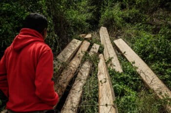 A man inspects logs near several wood pellet production companies in Gorontalo province, October 2024.