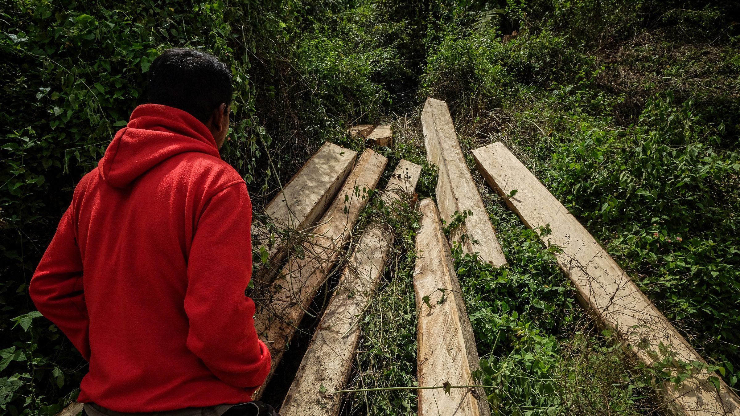 After years of progress, Indonesia risks ‘tragedy’ of a deforestation spike