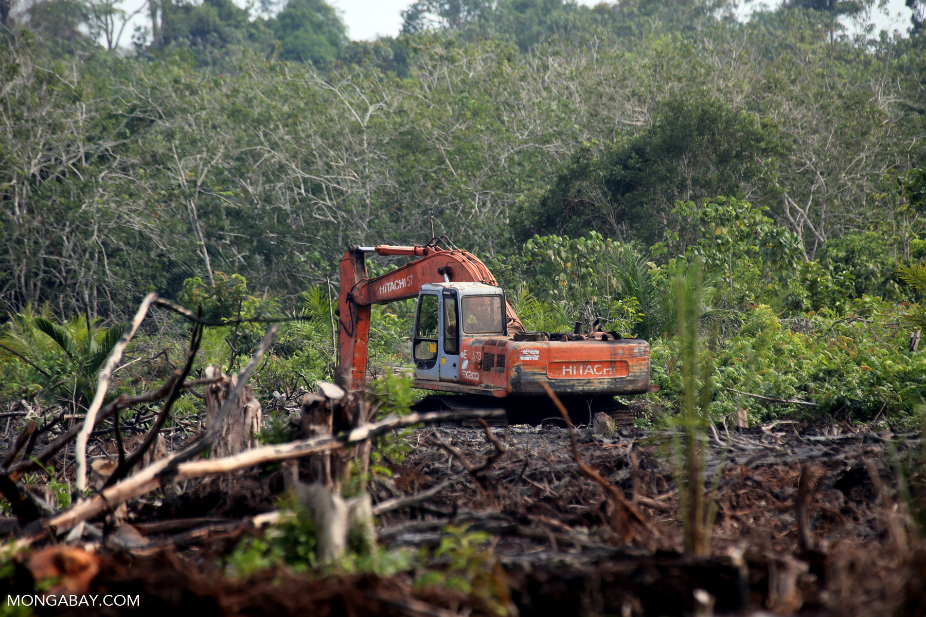 Peatlands destruction in Riau.