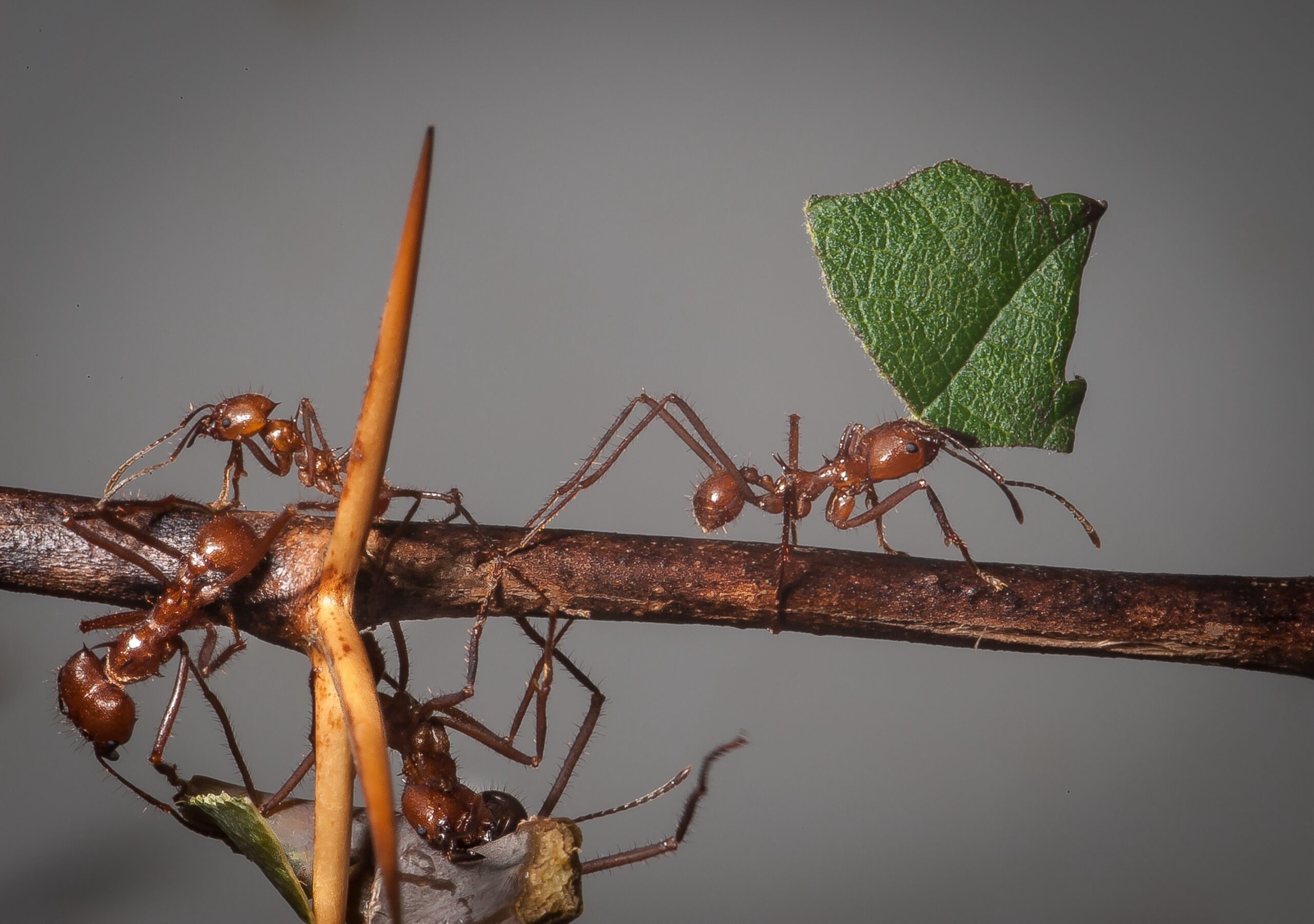Ants need urgent protections from global trade, conservationists say