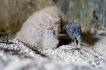 : An Andean condor chick, called Marijo, in a North American zoo in 2022. Image courtesy of Mike Faix, on behalf of the National Aviary.