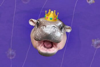 Moo Deng meme collage