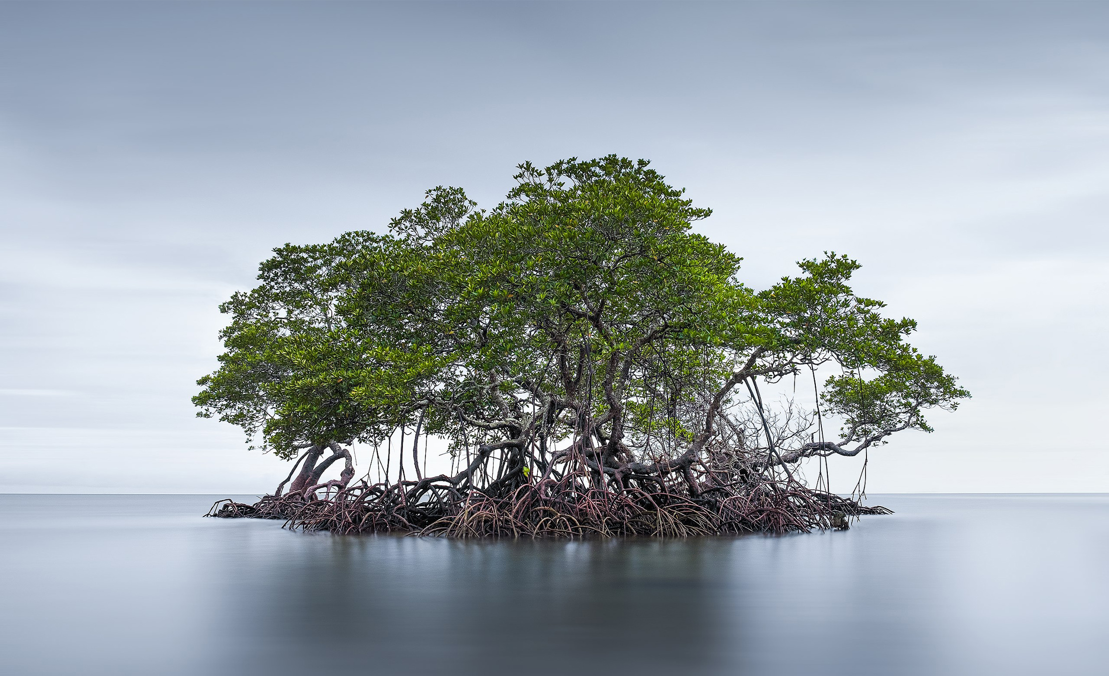 Democratizing AI for conservation: Interview with Ai2’s&hellip;