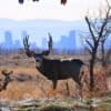 A mule deer buck at Rocky Mountain Arsenal National Wildlife Refuge outside Denver, Colorado.