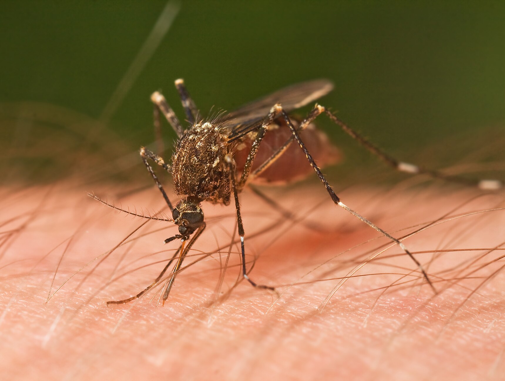 Mosquitoes in Brazil’s Atlantic Forest prefer human blood