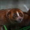 A Bangka slow loris (Nycticebus bancanus).
