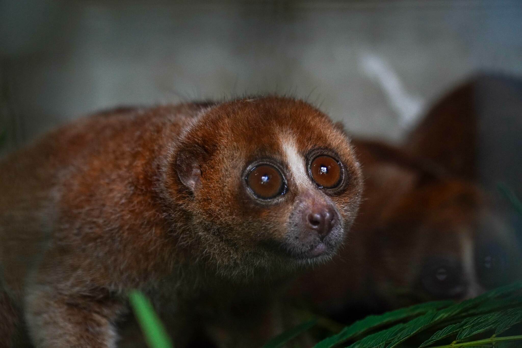 For two of the world’s most at-risk primates, threats abound and the future looks grim