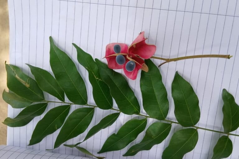 Flower and leaves of mgambo tree (Majidea zangueberica), which is also known as black pearl tree or velvet seed tree. Image courtesy of Lukango Tree Conservancy.