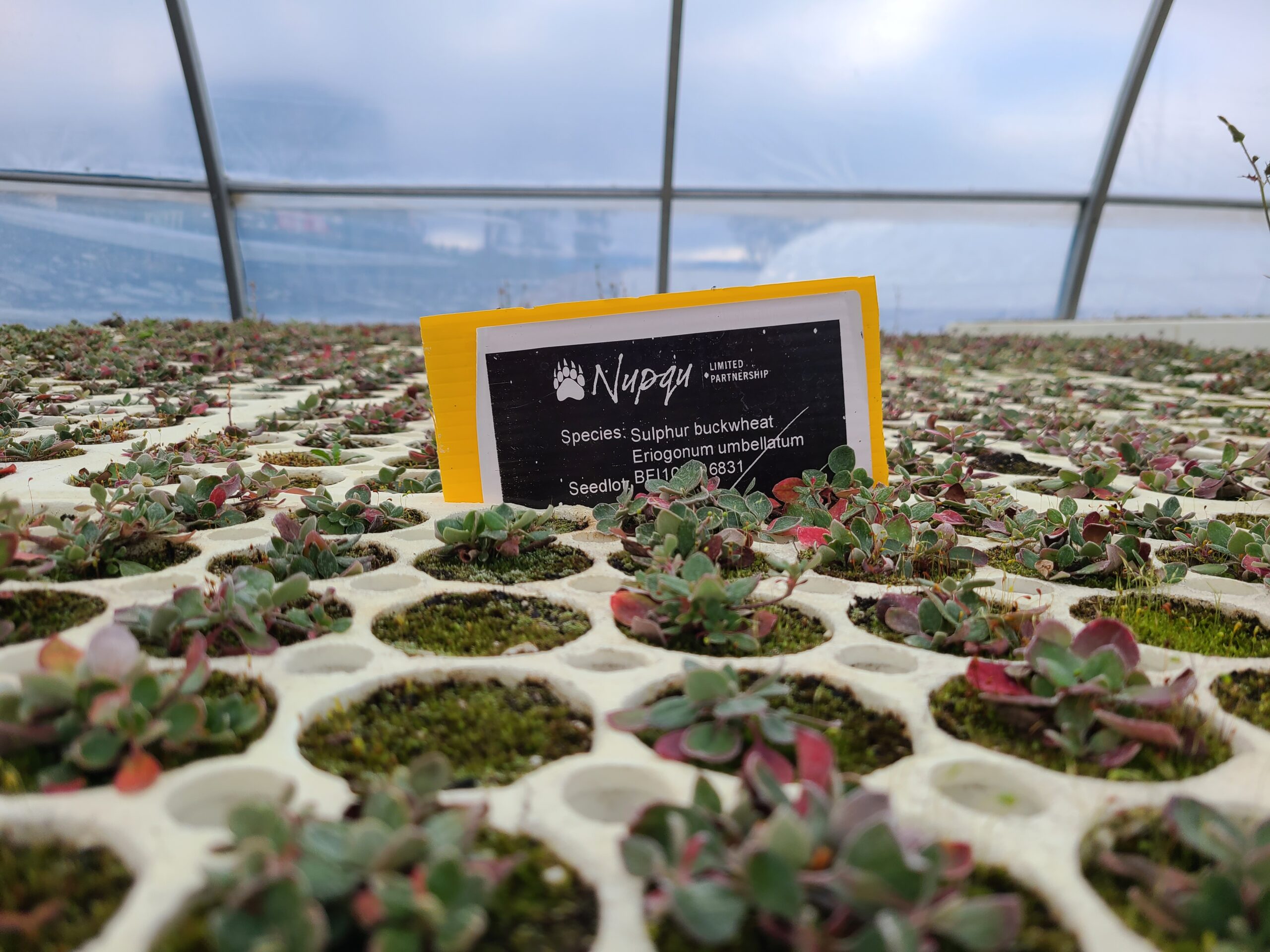 Growing native plants to heal land at Indigenous owned nursery in British Columbia