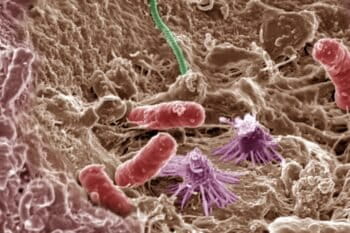 Soil microbes. Invisible to the naked eye, microbial communities play a huge role in planetary processes, such as nutrient cycling, and are vital to ecosystem and human health.
