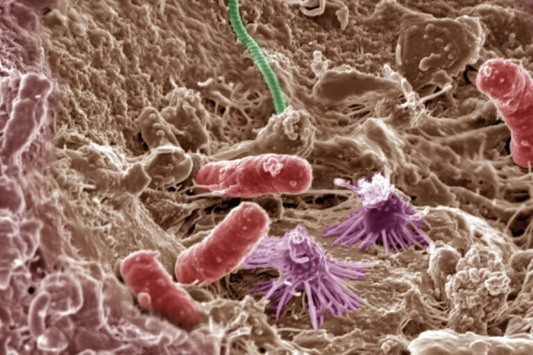 Soil microbes. Invisible to the naked eye, microbial communities play a huge role in planetary processes, such as nutrient cycling, and are vital to ecosystem and human health.