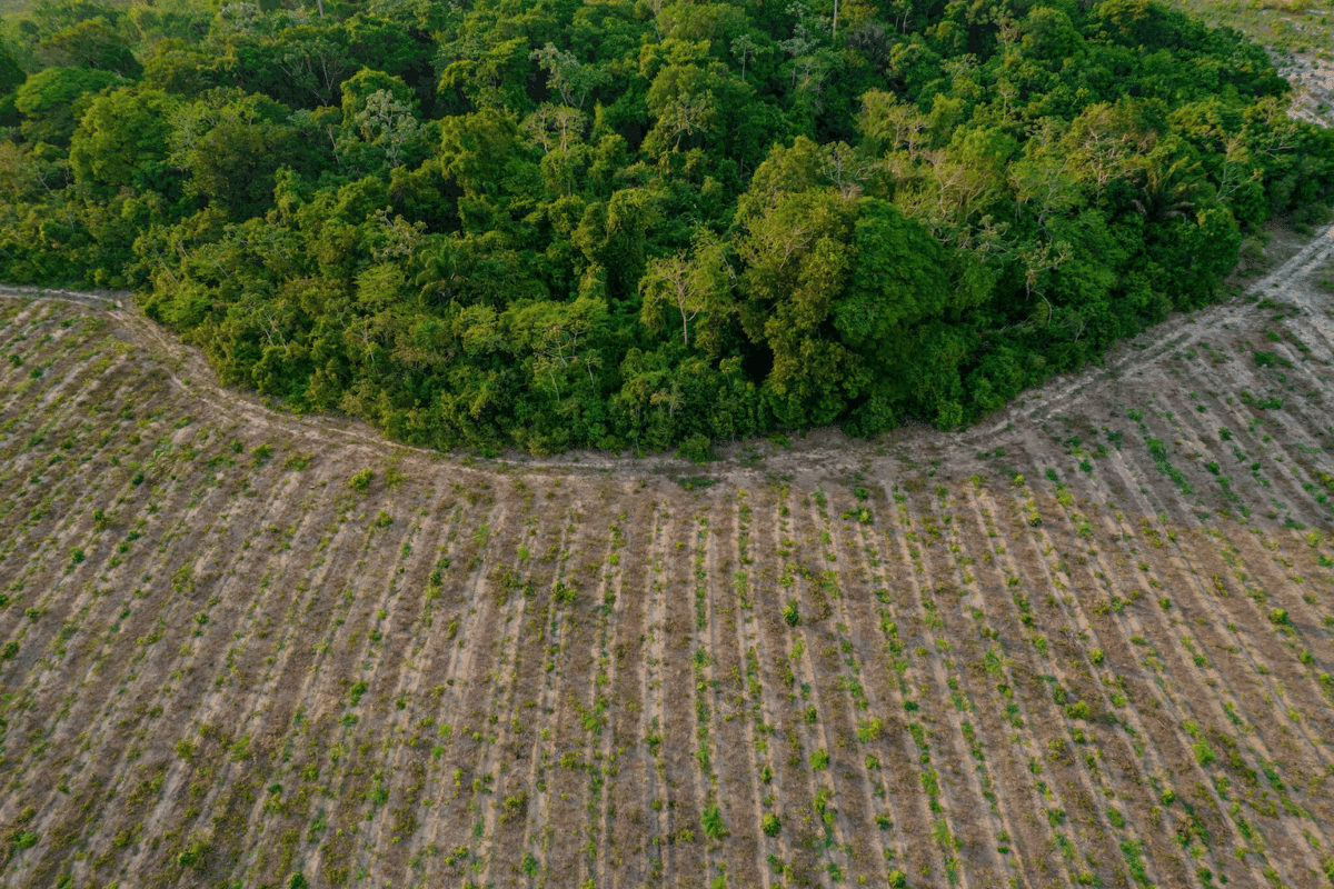In Brazil, planting forests for carbon credits could help ecosystem restoration